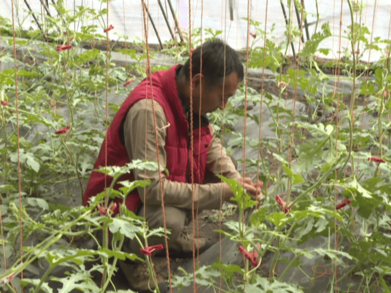 ayx爱游戏官方网页：大棚西瓜管护忙 特性种植促强盛(图3)