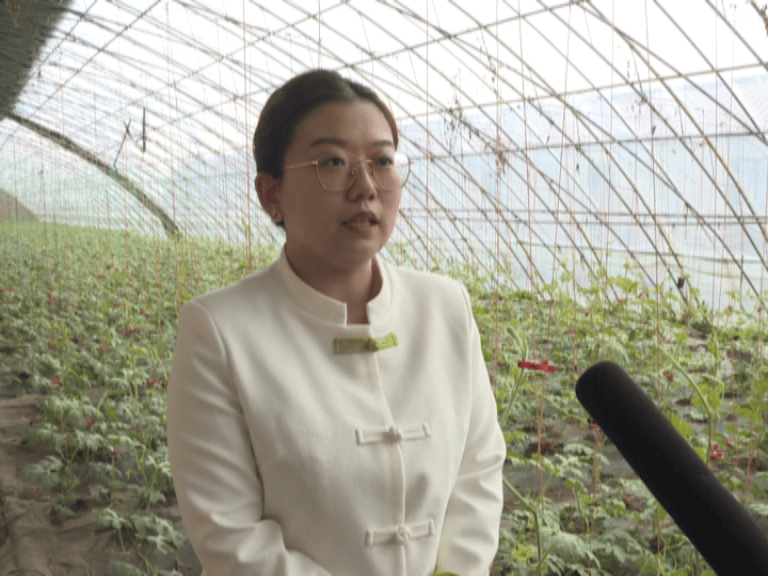 ayx爱游戏官方网页：大棚西瓜管护忙 特性种植促强盛(图6)