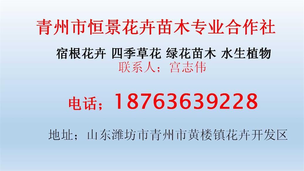爱游戏app官方网站手机版：种植本领垂盆草(图1)