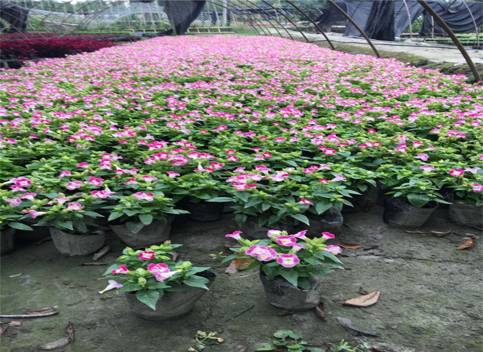 爱游戏app官方网站手机版：种植本领垂盆草(图2)