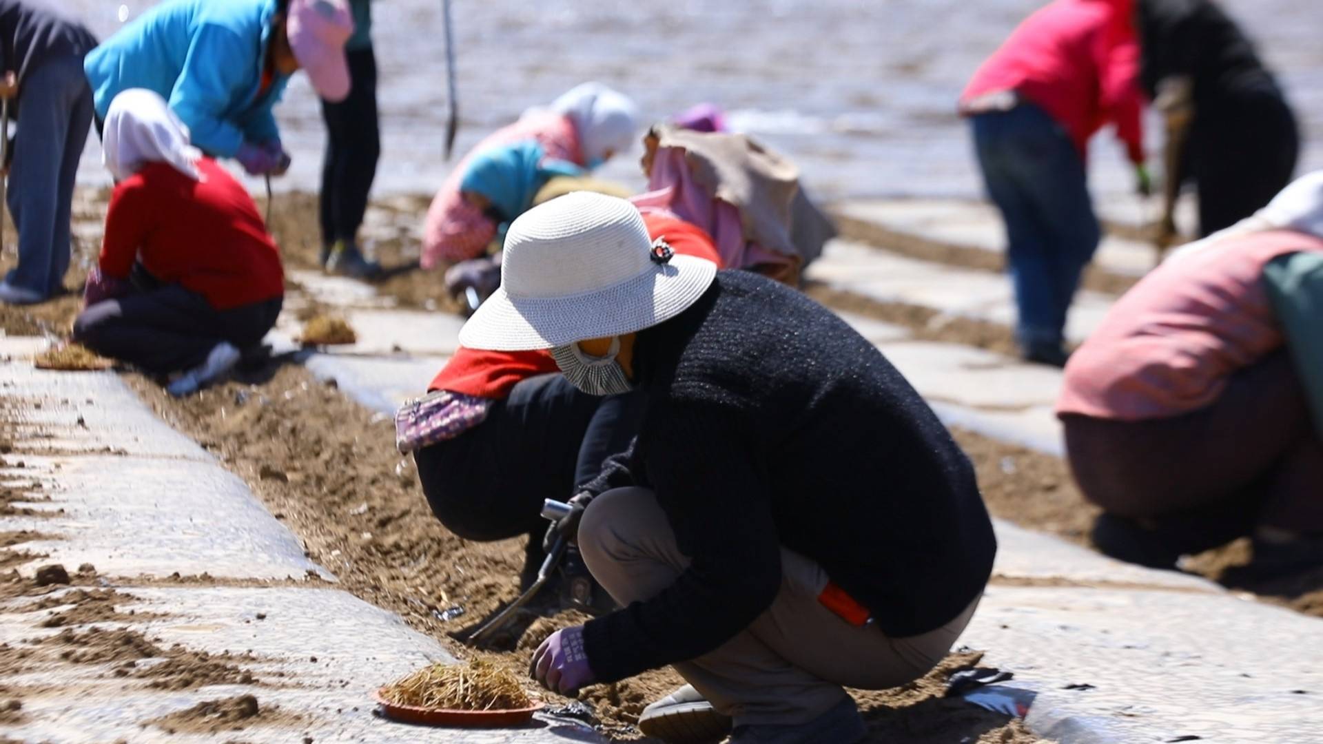 甘肃岷县68万亩中药材栽种已靠近尾声(图2)