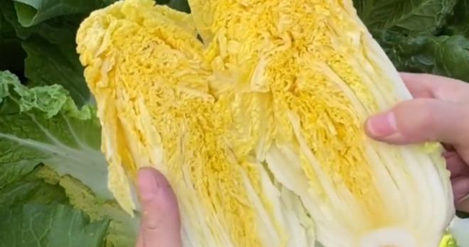 来钱疾的种植易种植好执掌闭头是不愁销途(图3)