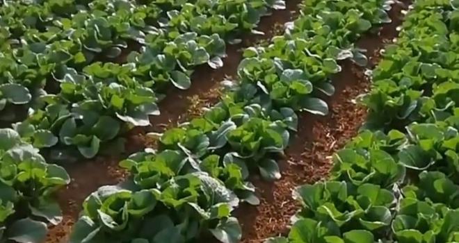 来钱疾的种植易种植好执掌闭头是不愁销途(图2)
