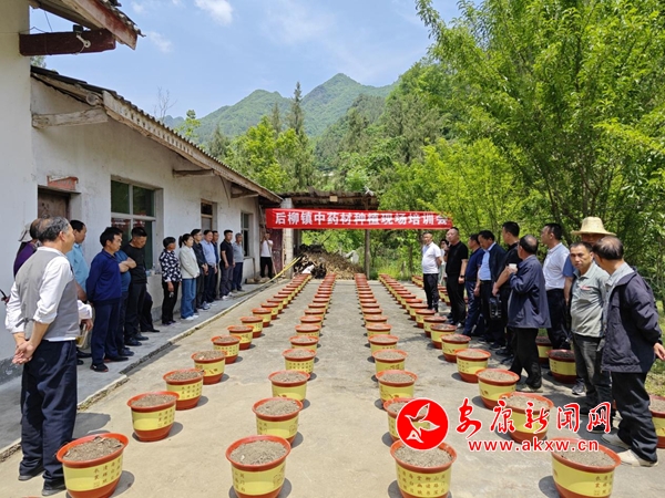 石泉后柳镇：发展中药材种植培训 助农增收鼓励展 - 安康消息网(图2)