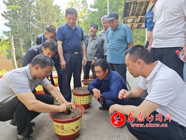 石泉后柳镇：发展中药材种植培训 助农增收鼓励展 - 安康消息网(图3)