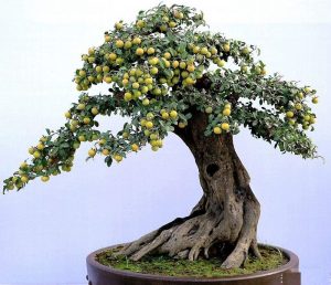 蔬菜栽培的根源学问ppt