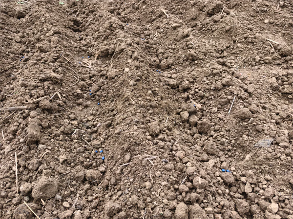 ayx爱游戏官方网页：合岭：施行大豆玉米带状复合种植 助力农业增效农夫增收(图1)