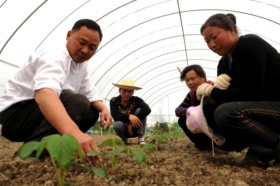 半夏种植身手及亩收益：2021年旱半夏产新墟市需求强