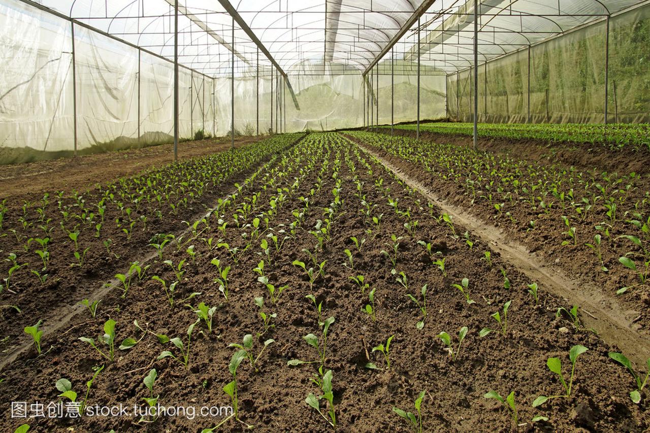 ayx爱游戏官方网页：植物的栽培与照料