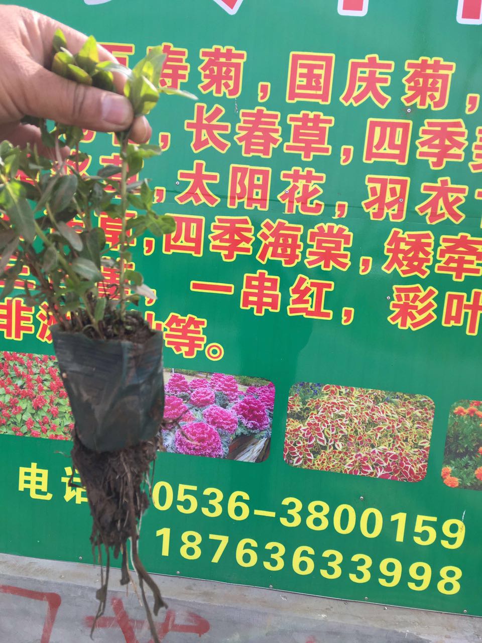 花草如何造就(图1)