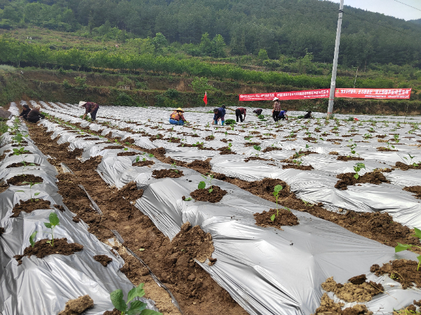 内蒙古土默特右旗：生长无土栽培助力乡下强盛