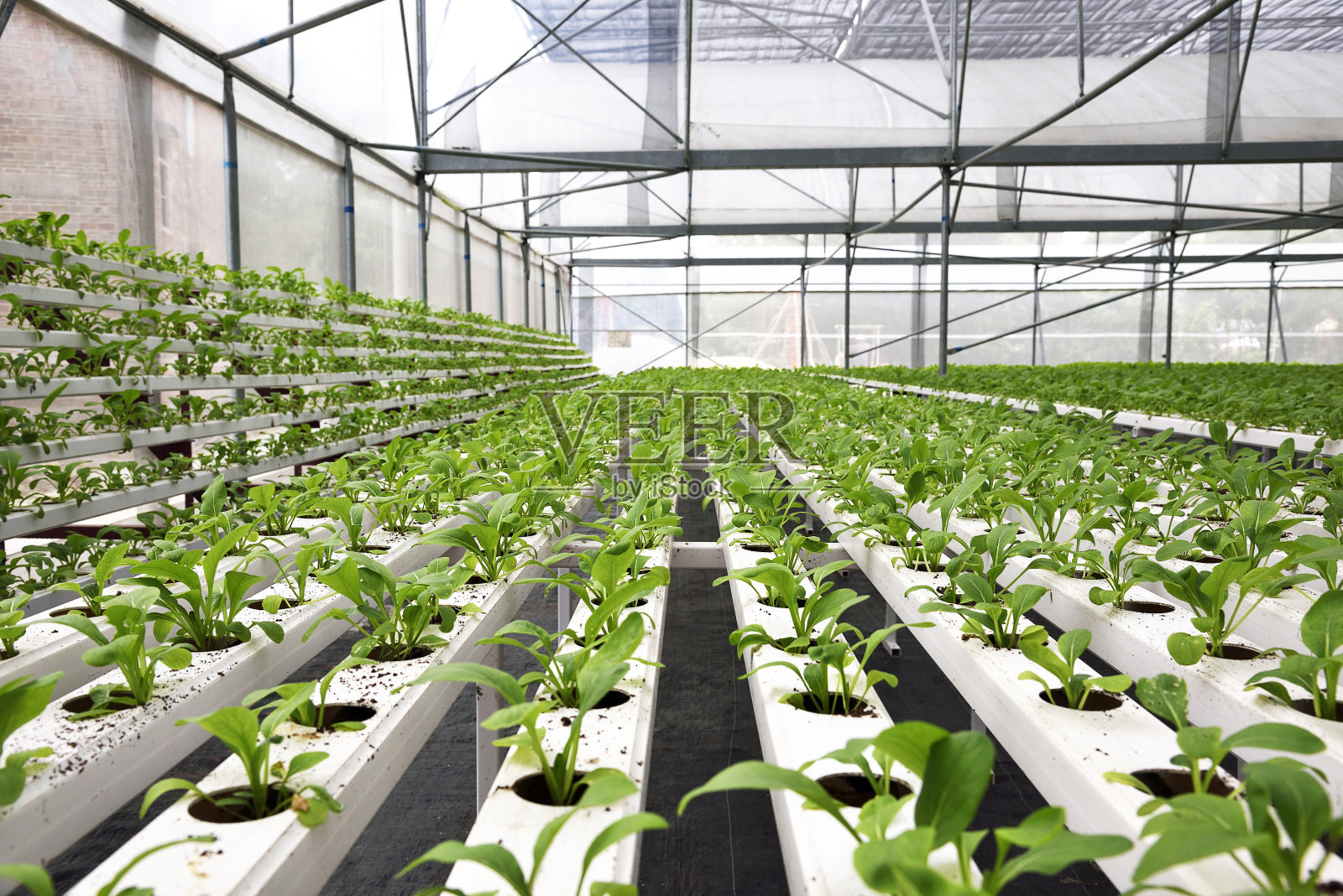 首批邦产自育种类丸粒化种植甜菜正在新疆玛纳斯县开播